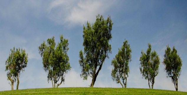 A Few Tips On Choosing A Tree Service Company