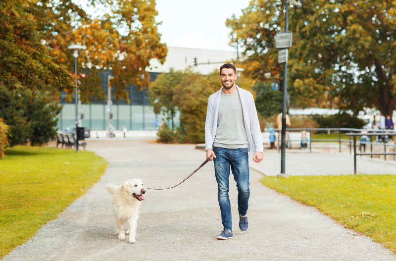 The Trusted Dog Walker in NYC