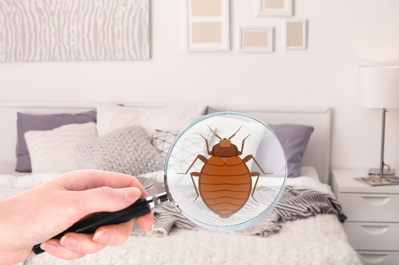 3 Reasons Why You Need to Consider Using Bedbug Treatment in Sydney