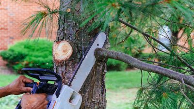 A Professional Tree Stump Grinder in Peachtree City, GA, Makes Sure the Job is Done to Perfection