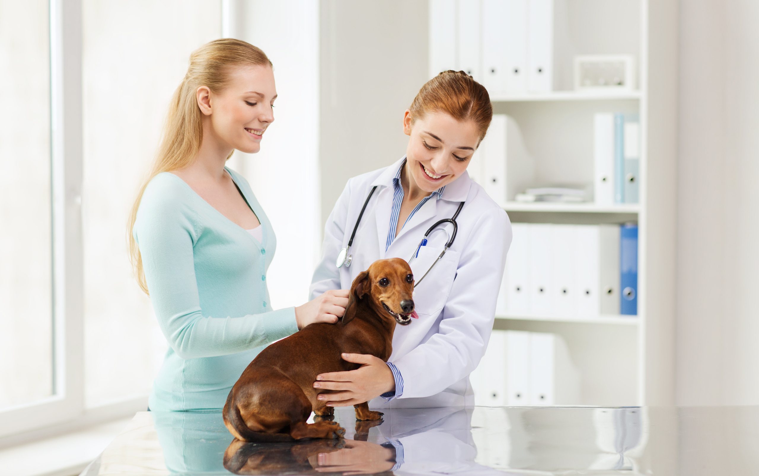 An Animal Clinic in Bridgeport Can Help Extend the Life of Your Pet