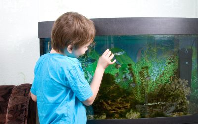 Why Choose Luxury Home Aquariums