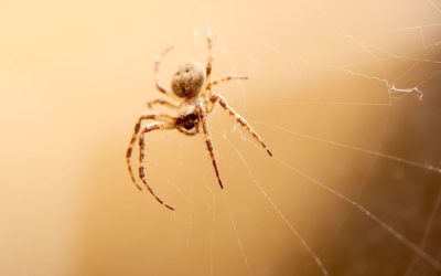 How to Tackle Spider Pest Control in Sydney